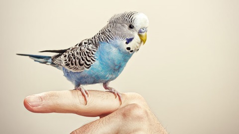 Blauwe grasparkiet zit op hand.